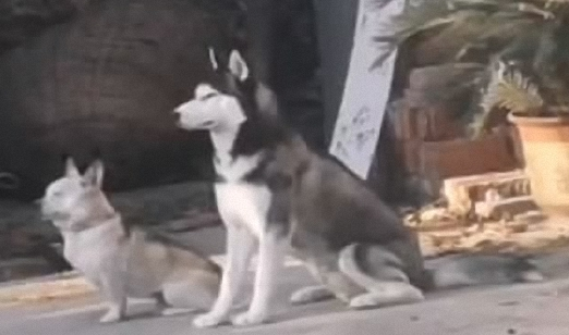 自打我们家二哈返乡下了，老家的土狗就异常了，这也是给带歪了？