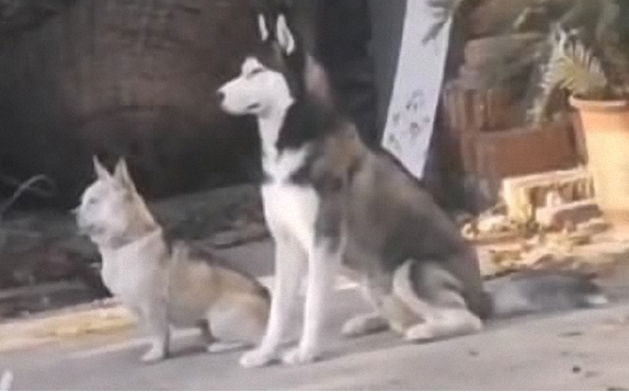 自打我们家二哈返乡下了，老家的土狗就异常了，这也是给带歪了？