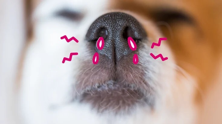 宠物鼻腔狭窄：病因、症状和治疗