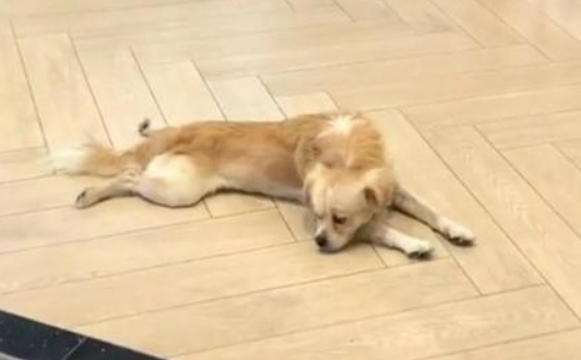 忠犬飞机场等主人一年，把塑料瓶当玩具，结果主人没来它就成了家