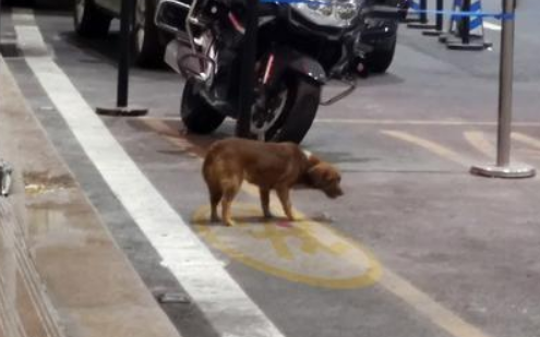 忠犬飞机场等主人一年，把塑料瓶当玩具，结果主人没来它就成了家