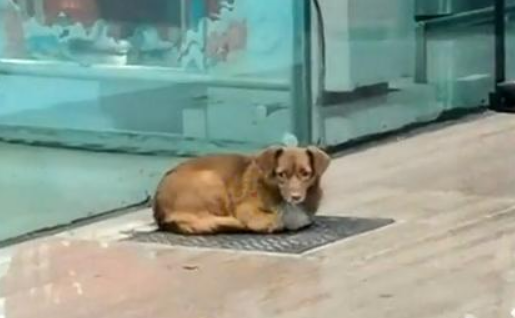 忠犬飞机场等主人一年，把塑料瓶当玩具，结果主人没来它就成了家
