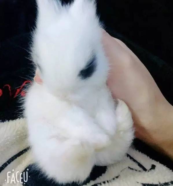 一群淘气的小家伙，简直是又爱又恨！