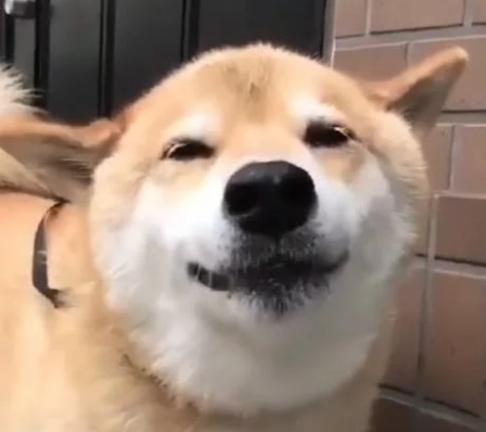 正喝水的柴犬看见宠主后，开心的笑了起来，幸福的样子让人羡慕