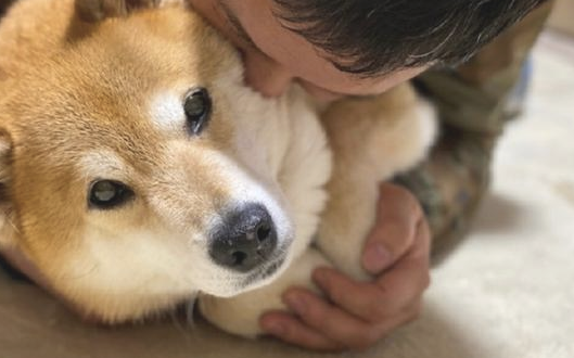 主人趴到柴犬的身上吸它，没想到它也一脸享受小表情：相互配合你演戏！
