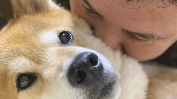 主人趴到柴犬的身上吸它，没想到它也一脸享受小表情：相互配合你演戏！