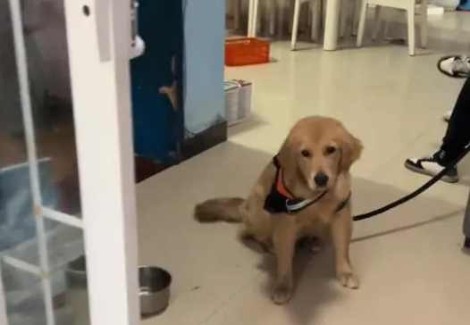 主人没时间，金毛犬就要送人，狗主：狗免费，要补点狗粮钱