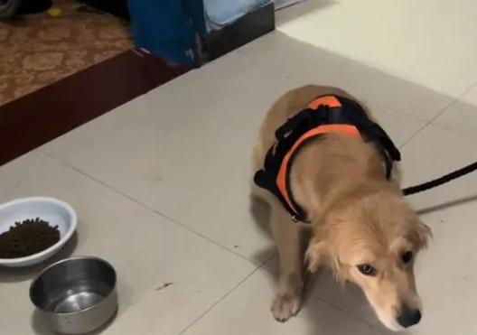主人没时间，金毛犬就要送人，狗主：狗免费，要补点狗粮钱
