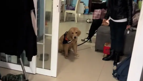 主人没时间，金毛犬就要送人，狗主：狗免费，要补点狗粮钱
