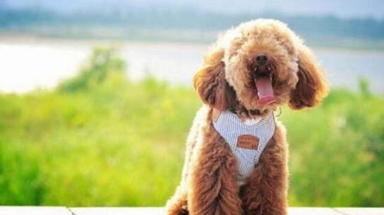 泰迪犬“最怕”的6类人，看到都发抖，希望你不在！