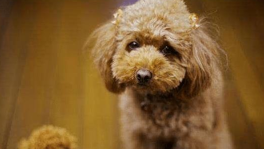 泰迪犬“最怕”的6类人，看到都发抖，希望你不在！