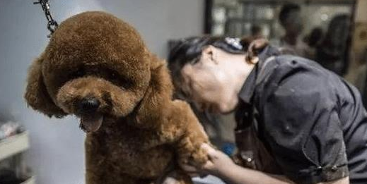 泰迪犬“最怕”的6类人，看到都发抖，希望你不在！