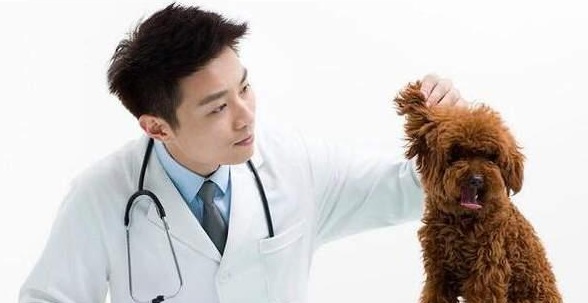 泰迪犬“最怕”的6类人，看到都发抖，希望你不在！