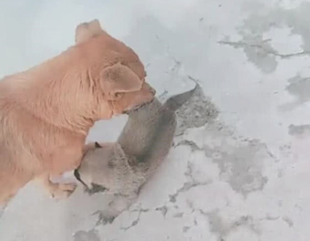 小狗狗偷溜去玩，被狗妈碰见后，立刻叼住狗腿子往家中跑！