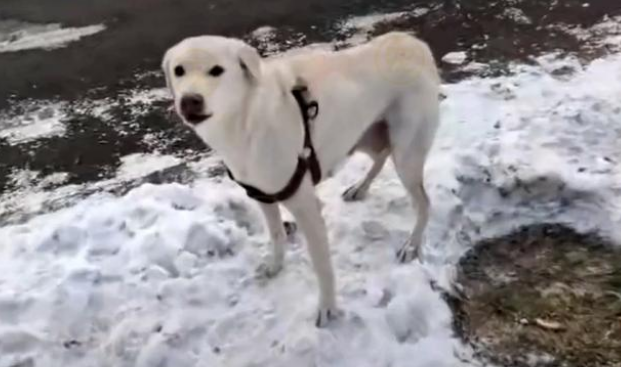 刚生完小狗的拉布拉多犬，被丢在冰天雪地，它的哀嚎声让人心疼
