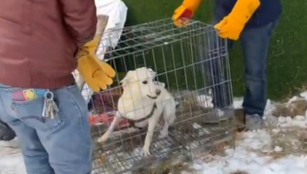 刚生完小狗的拉布拉多犬，被丢在冰天雪地，它的哀嚎声让人心疼