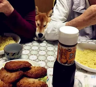 主人带狗狗出门聚会，以便桌子的饭食，即使脸形变了狗狗也罢拼