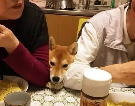 主人带狗狗出门聚会，以便桌子的饭食，即使脸形变了狗狗也罢拼