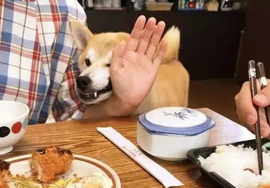 主人带狗狗出门聚会，以便桌子的饭食，即使脸形变了狗狗也罢拼