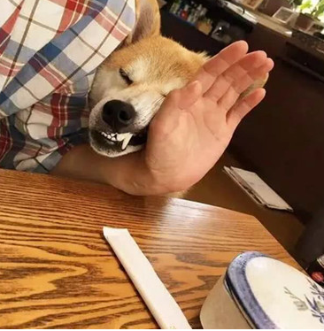 主人带狗狗出门聚会，以便桌子的饭食，即使脸形变了狗狗也罢拼
