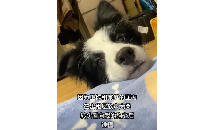 妹子骗狗家里没钱了，让它找个好人家，狗狗猛吃青菜：妈，我最好养活了！
