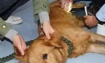金毛犬为了回家，从狗贩子手里命悬一线，几经磨难终到家。