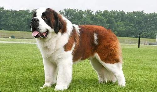 养一只大型犬，是一种什么体验？