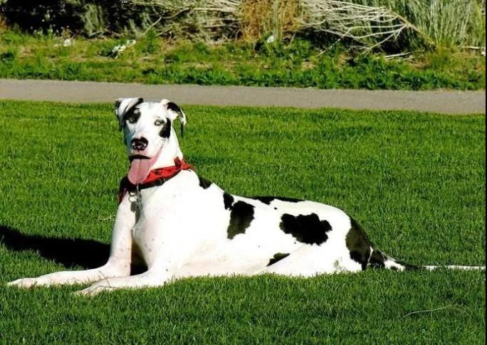养一只大型犬，是一种什么体验？