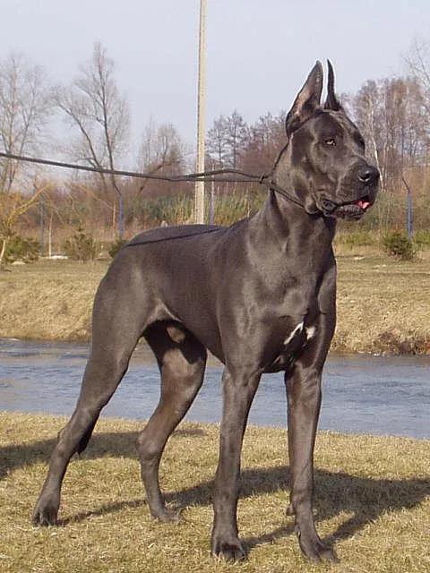 养一只大型犬，是一种什么体验？