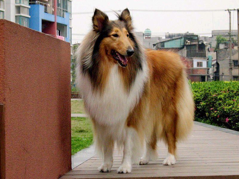 养一只大型犬，是一种什么体验？