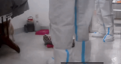 “隔离宠物狗被扑杀”，别拿别人的宠物当畜生