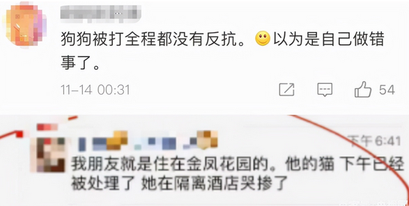 “隔离宠物狗被扑杀”，别拿别人的宠物当畜生