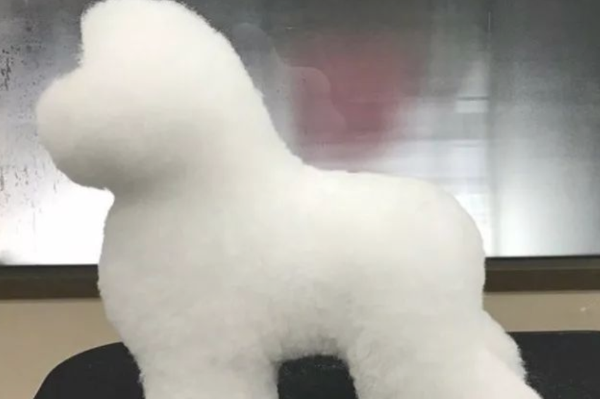 狗狗去美容，結果变为一大团肥皂泡，害怕拿水一冲就没有了