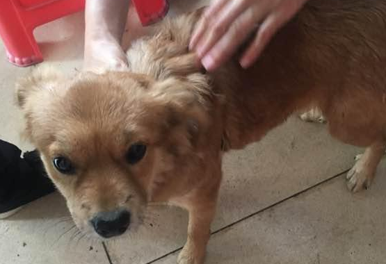 流浪犬被热心人收养，还认为有一个长期饭票，殊不知二天后又沦落街边