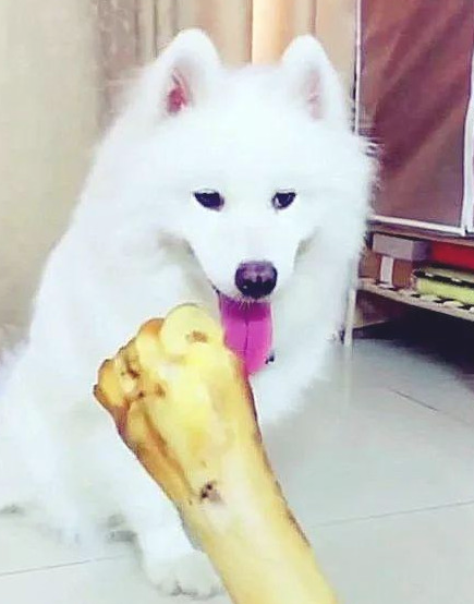 男子教狗狗认字，对了有骨头棒吃，为了更好地吃的狗狗也是豁出去！