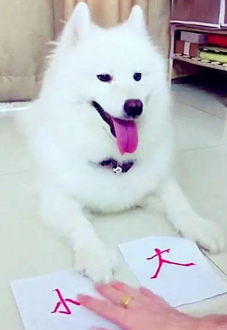 男子教狗狗认字，对了有骨头棒吃，为了更好地吃的狗狗也是豁出去！