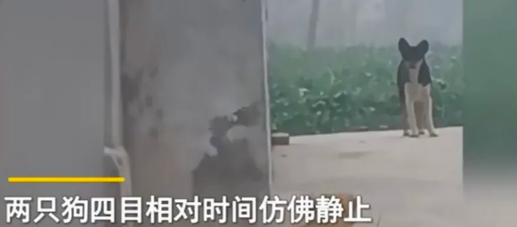 小奶狗被养一个月，狗妈妈突然出现瞬间破防