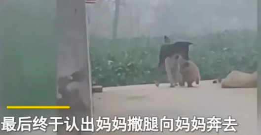 小奶狗被养一个月，狗妈妈突然出现瞬间破防