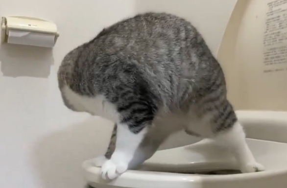 主人撞见猫咪在马桶上便便，动作熟练！网友：赶紧拿给我家狗看！
