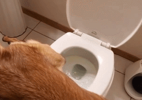 主人撞见猫咪在马桶上便便，动作熟练！网友：赶紧拿给我家狗看！