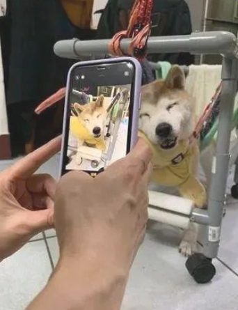 十四岁柴犬失智口流水遍地，家人贴心行为让它笑眼入眠！