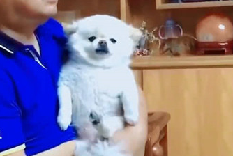 男子看电视剧习惯性怀着狗狗，狗狗却一脸的万般无奈：谁可以帮帮我呀