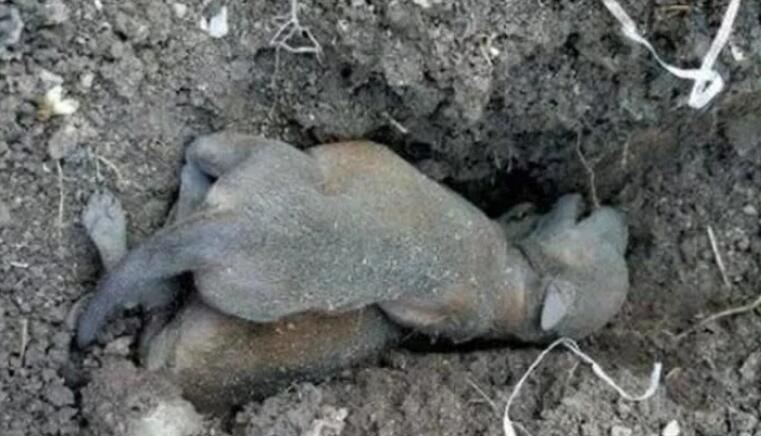 狗狗夜里生产哀嚎，主人却因贪睡不起，早起细瞧不淡定
