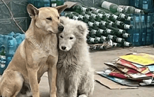 萨摩靠在田园犬的身上，好像是落难公主遇见了民间的骑士精神小伙