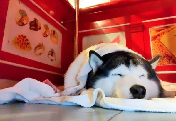 主人金铺遭“打劫”，狗狗却睡得跟猪一样！真不愧是雪橇三傻