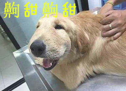 金毛狗狗吃完一口奶糖，小表情令人笑翻，金毛：齁甜齁甜滴！