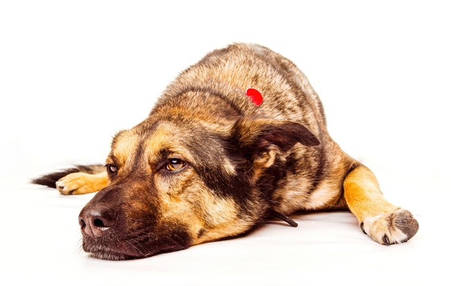趴着休息的德国牧羊犬图片