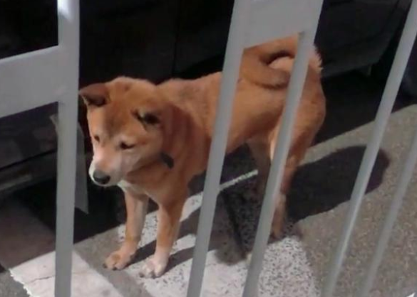形似柴犬的大黄狗遭遗弃，流浪街头苦等主人归来
