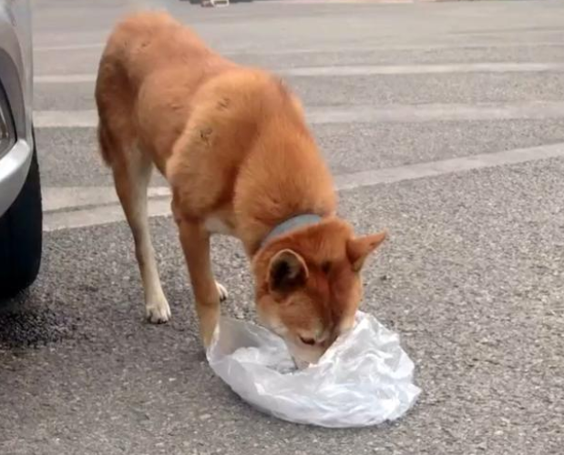 形似柴犬的大黄狗遭遗弃，流浪街头苦等主人归来