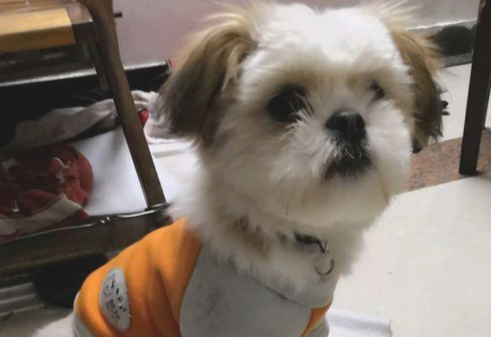 遛猫遛狗时被流浪犬追随，女生喂它点狗粮后，自己狗子见到却超凶了